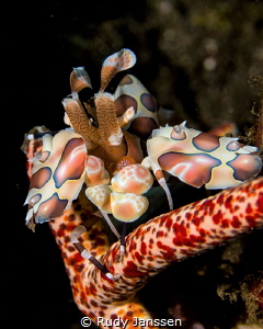 harlequin shrimp by Rudy Janssen 